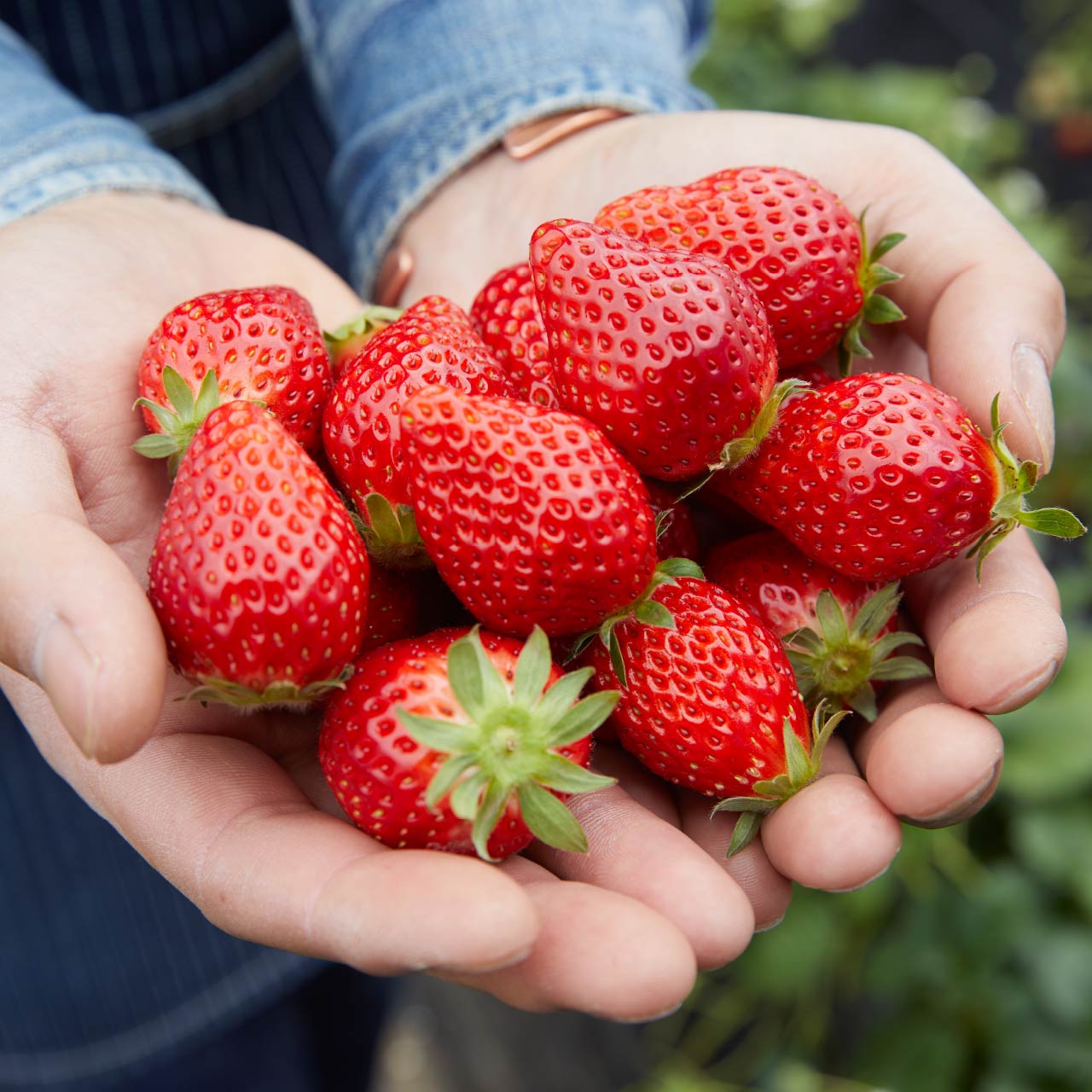 パッケージングされたいちご
